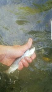 Brown Trout