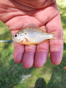 Green Sunfish