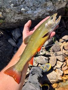 Brook Trout
