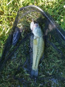 Largemouth Bass