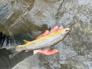 Brown Trout
