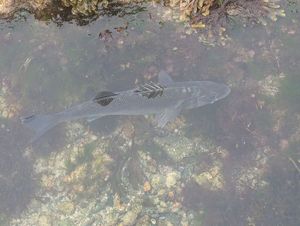 European Bass (Seabass)