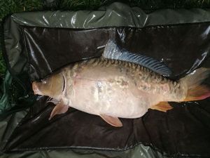 Mirror Carp