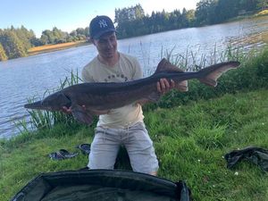 Sturgeon