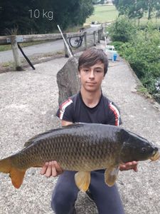 Common Carp