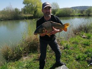 Common Carp