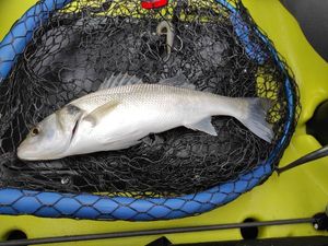 European Bass (Seabass)