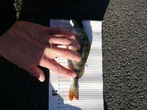 European Perch