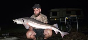 Sturgeon