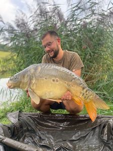 Mirror Carp