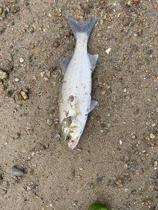 European Bass (Seabass)