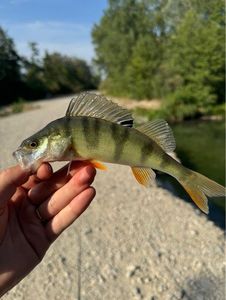 European Perch