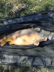 Mirror Carp