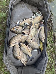 Crucian Carp