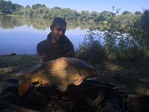 Common Carp