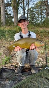 Tench