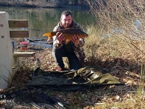 Mirror Carp