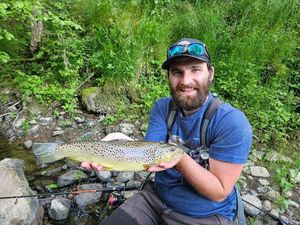 Brown Trout