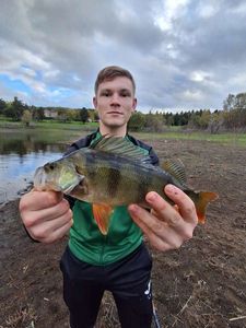 European Perch