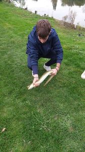 European Eel (Common Eel)