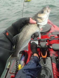 European Bass (Seabass)