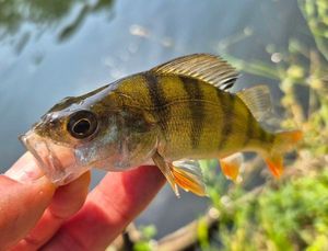 European Perch