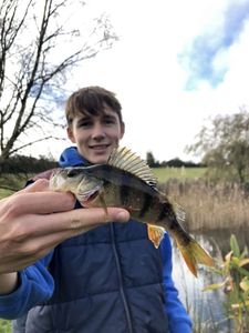 European Perch