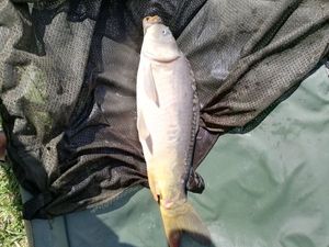 Common Carp