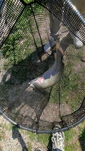 Rainbow Trout