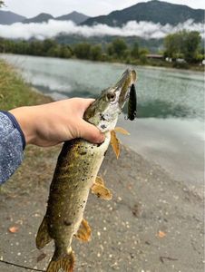 Alligator Gar