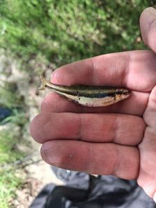 Common Minnow