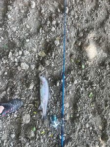 Rainbow Trout