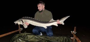 Sturgeon