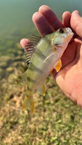 European Perch