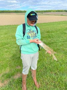 Chain Pickerel