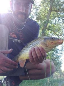 Common Carp