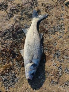 European Bass (Seabass)