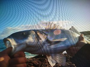 European Bass (Seabass)