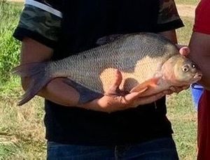 Common Bream