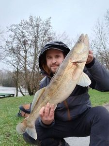 Zander