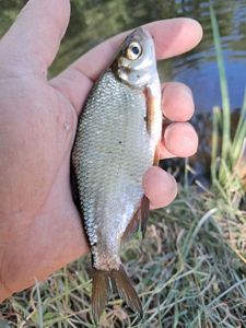 Common Bream