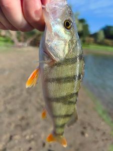 European Perch