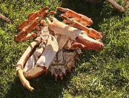 European Spider Crab