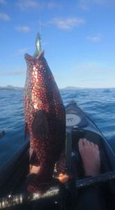 Ballan Wrasse