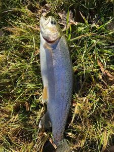 Rainbow Trout