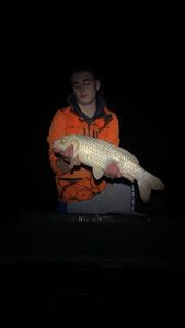 Koï Fish