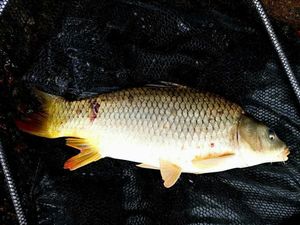 Common Carp
