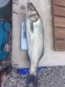 European Bass (Seabass)