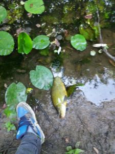 Tench