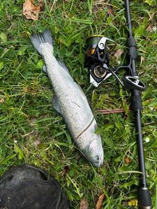 Rainbow Trout